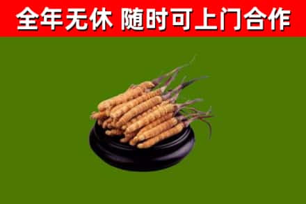 黄陂烟酒回收冬虫夏草.jpg