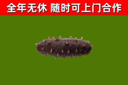 黄陂烟酒回收干海参.jpg